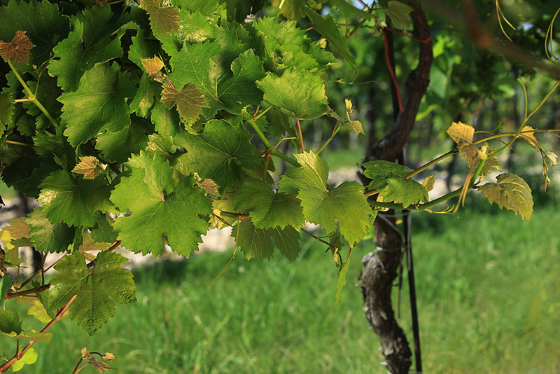 winery Marcinčák - organic wine